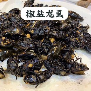龙虱鲜活水蟑螂鲜活龙虱黑边水龟虫水鳖油炸昆虫十八怪可食用虫子