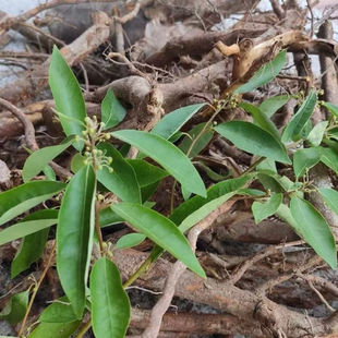 贵州高山腊梅根苗药铁筷子干货 优质中草材岩马桑钻石风散装500克