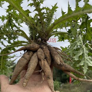 福建新鲜大蓟根 紫花鸡母刺头 大刺盖  内叶刺头 煲汤药食中草药