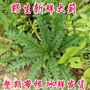 新鲜高山大蓟整棵根大刺菜全草中草材盖地山萝卜马虎儿现挖现