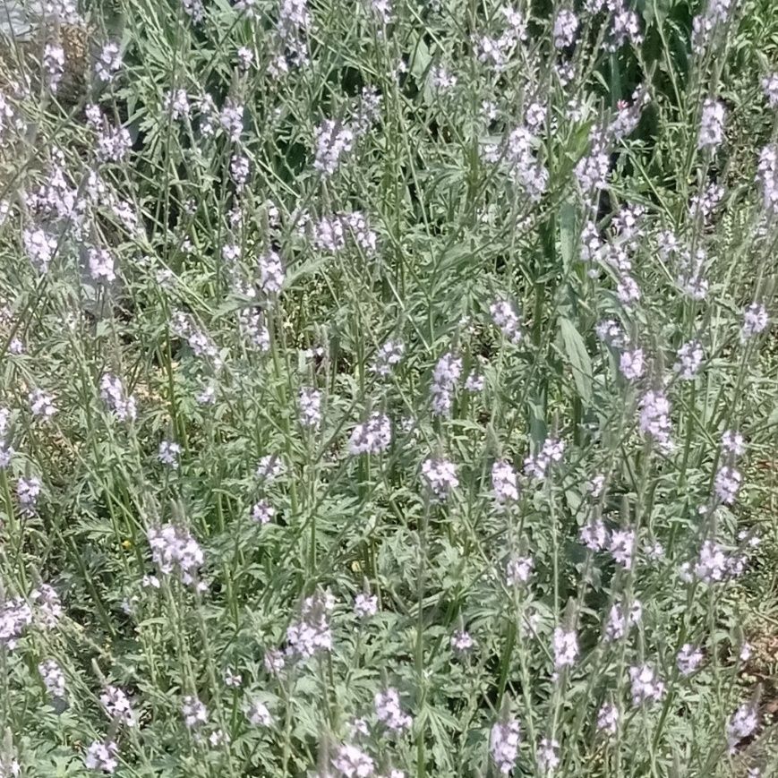 云南新鲜马鞭草 马鞭梢 蜻蜓草 龙芽草 马鞭草新鲜全草包邮500克