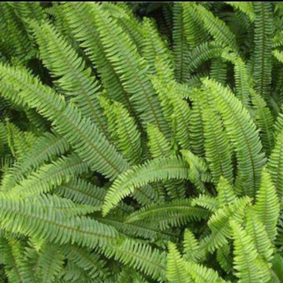 石黄皮贵州新鲜石黄皮,肾蕨果,凤凰蛋现采速发一斤包邮,采自深山