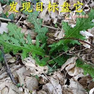 福建新鲜大蓟根 紫花鸡母刺头 大刺盖  内叶刺头 煲汤药食中草药