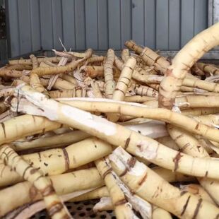 新晒干贵州大山阳雀花根皮抽心粉质根土黄芪煲汤下奶新鲜深山采挖