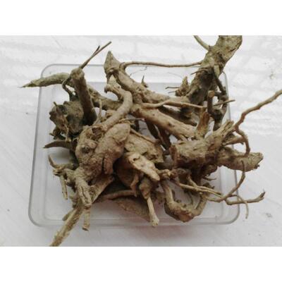 高山新货山栀根子黄枝果
