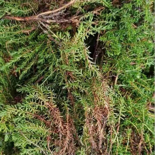 包邮肝复灵25年新货肝复灵草大兴安岭内蒙根河敖鲁古雅林特产泡水