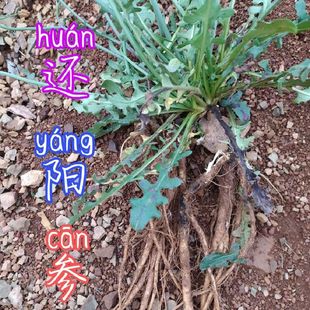 贵州毕节山区草药材材还阳参正宗驴打滚草下单现采现发包邮万丈深