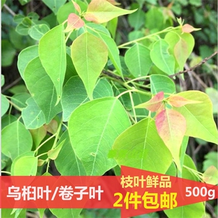 新鲜乌桕叶野生卷子叶油子叶虹叶蜡子树​宝宝水泡去湿泡澡药材