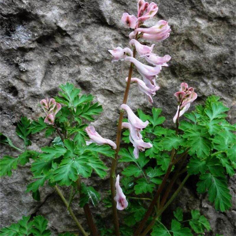 紫堇草野蝎子花麦黄草闷头花山黄连肿毒流楚葵蜀堇苔菜水卜菜药材
