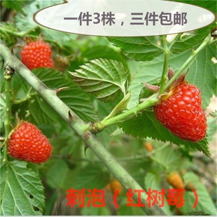 红树莓苗掌叶覆盆子三月泡山莓黄刺泡果爬藤粗叶悬钩子茅莓苗