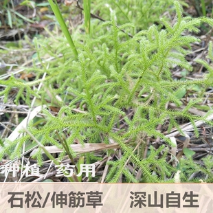 野伸筋草新鲜狮子尾草牛尾菜大顺舒筋草盆栽中草药材苗500克石松