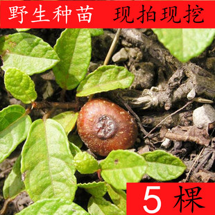 野外地石榴地枇杷野地瓜苗地果地瓜藤地胆紫过山龙种植药材 5株苗