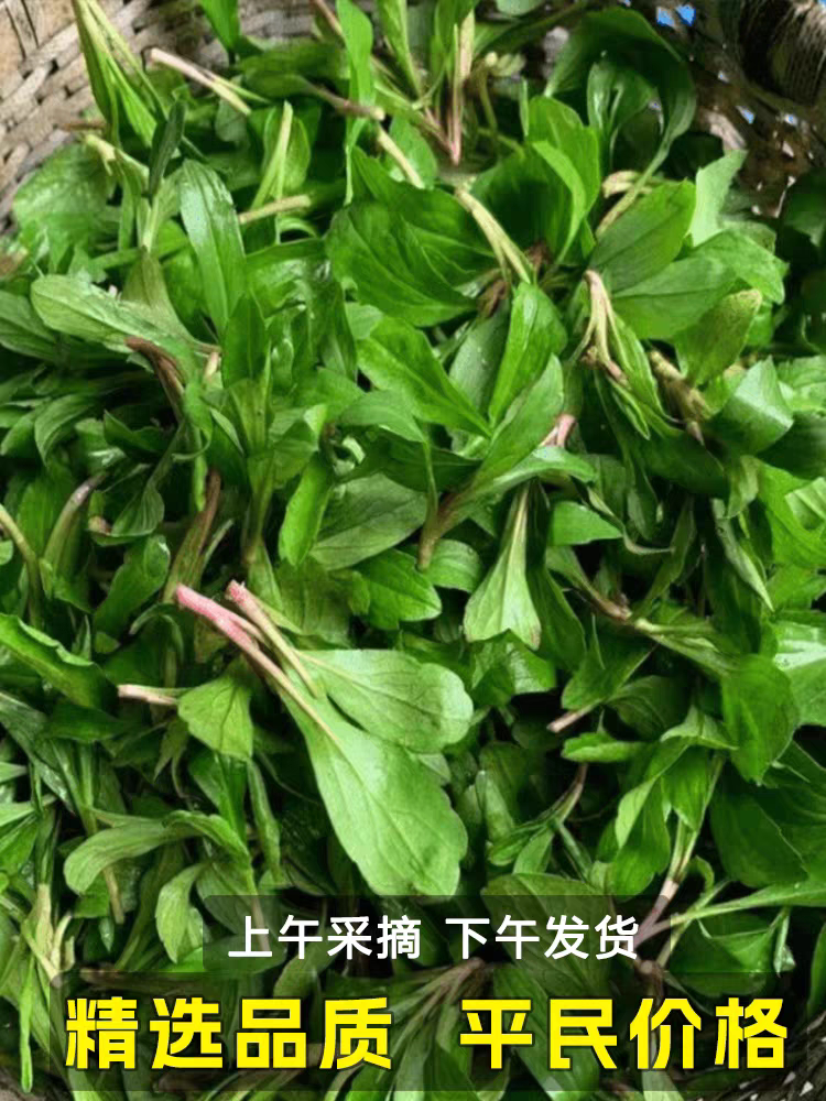 马兰头新鲜农村野鱼鳅串野菜整株路边菊药材苗紫菊苗种嫩尖包邮