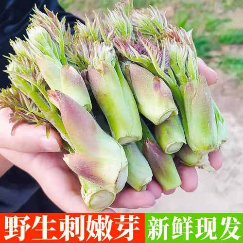 刺老芽新鲜刺嫩芽山野菜非东北刺老包苞刺老芽现摘刺春头野刺龙苞