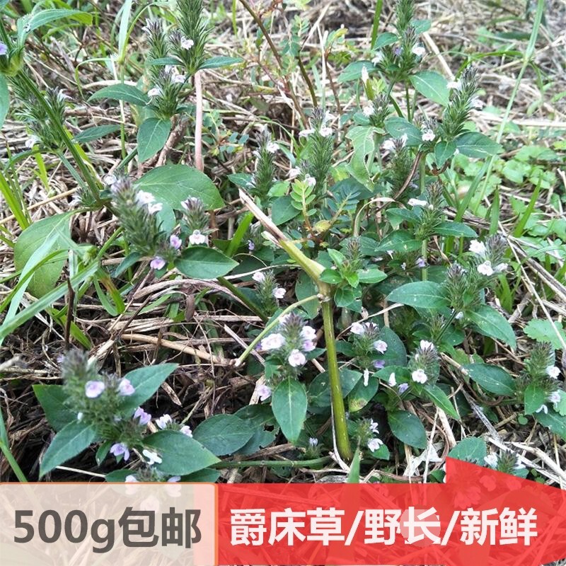 爵床草新鲜野外小青草赤眼老母草麦穗鼠尾癀万年青500g包邮六角英