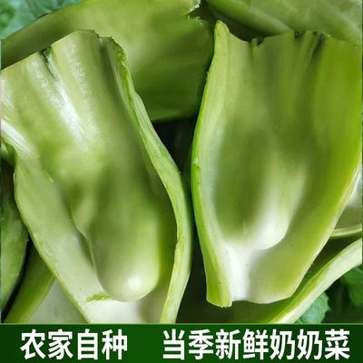 奶奶青菜四川广安特产现采奶奶菜做泡菜用芥菜梗2024新鲜应季蔬菜