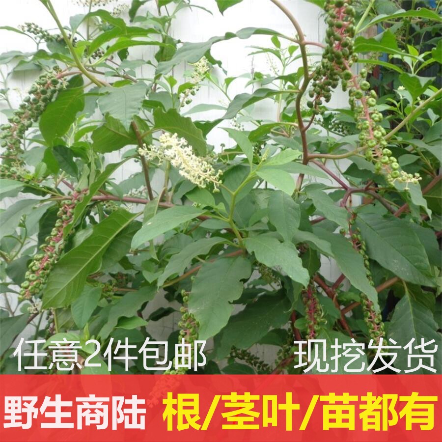 商陆根新鲜枝叶中药材见肿消土人参丑大黄章柳根苗野的山萝卜包邮