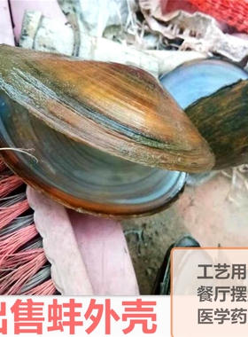 河蚌壳装饰贝壳片diy材料天然摆盘神器超大壳扇摆件工业教学用品