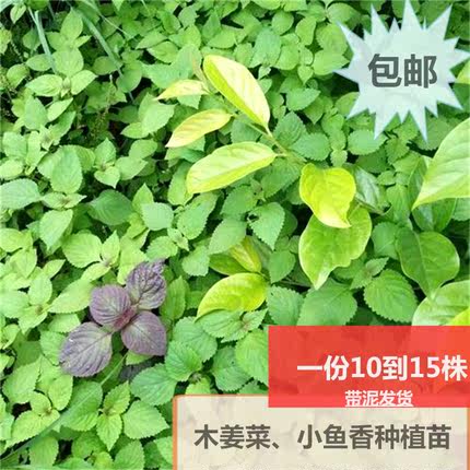 小鱼香草川滇香薷木姜菜大叶薄荷豆花蘸料调味香料山野菜花种苗种