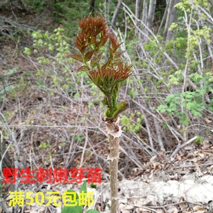 刺老芽树苗野生刺嫩芽树苗辽东楤木龙芽楤木鹊不踏鸟不站种植苗木