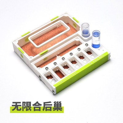 合后巢黑金弓背蚁尼科巴无限合后巢蚂蚁蚁巢新后巢平面巢无限拓展