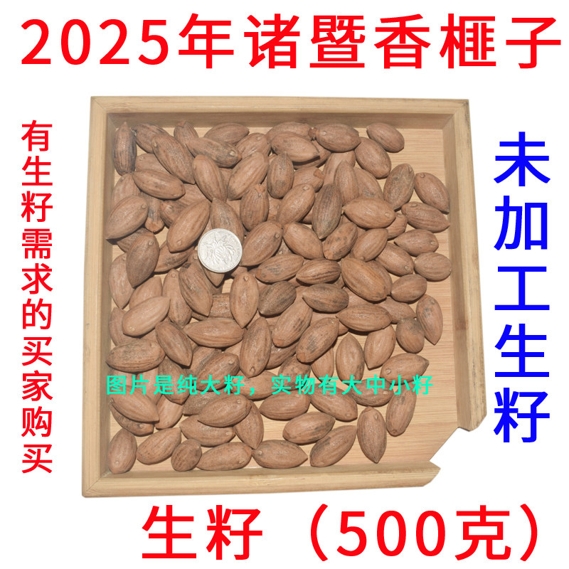 2025年诸暨香榧子生籽 没有加工过的生籽香榧适合药用榧子500克