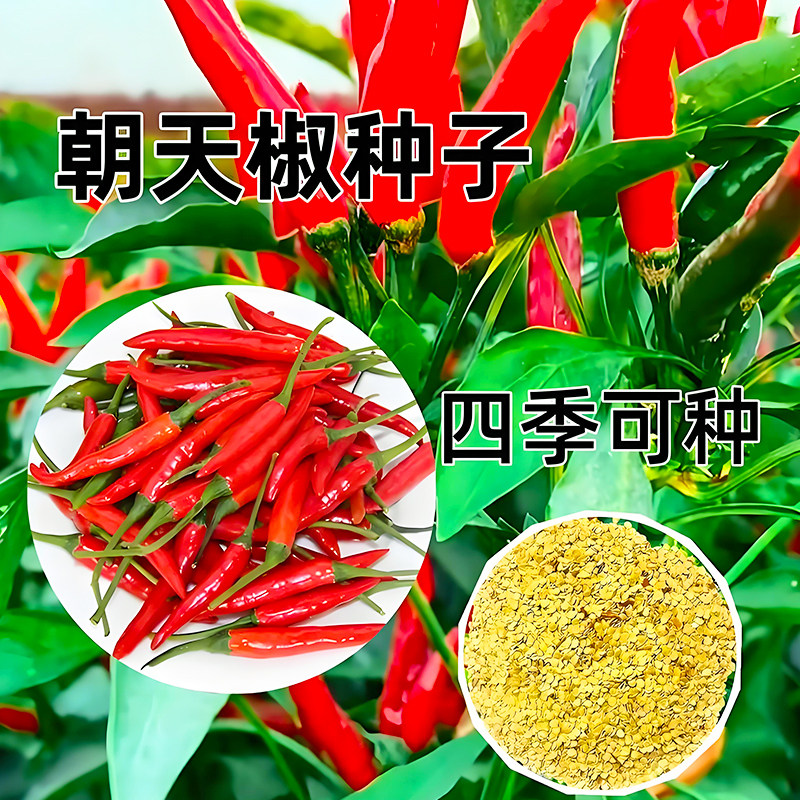 四季小米椒辣椒种子可食用香辣椒庭院阳台盆栽朝天椒种籽蔬菜种子