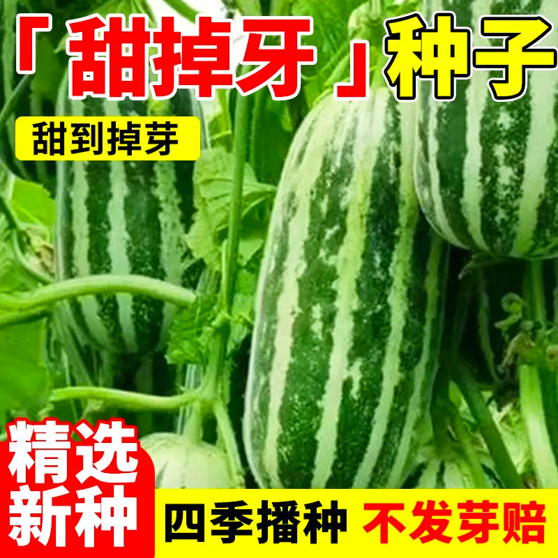 甜掉牙冰糖子甜瓜种子青皮羊角蜜香瓜籽春季四季庭院阳台水果种子