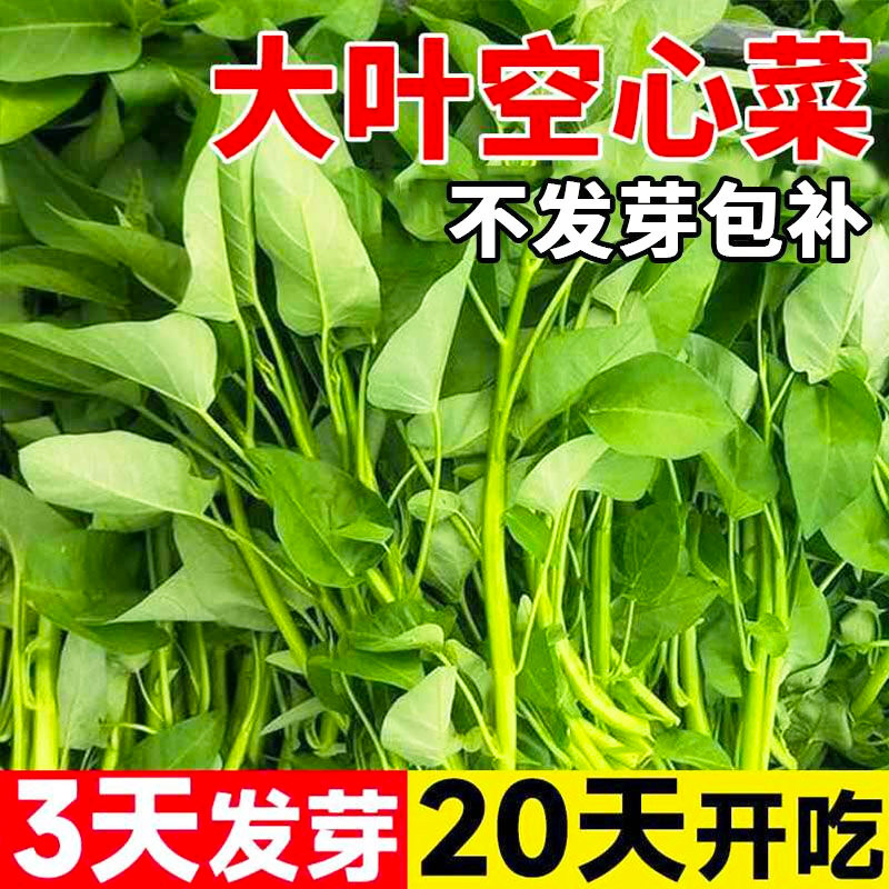 大叶空心菜种子四季耐热大圆叶空心菜水培藤藤菜阳台盆栽蔬菜种子