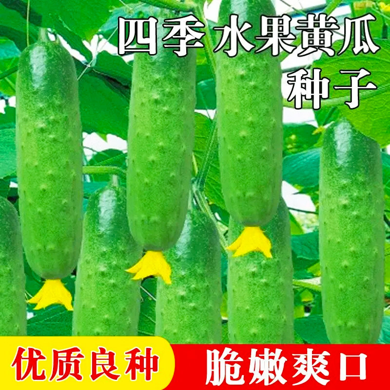 水果黄瓜种子高产压趴架四季盆栽春秋黄瓜种旱籽大棚阳台蔬菜种子