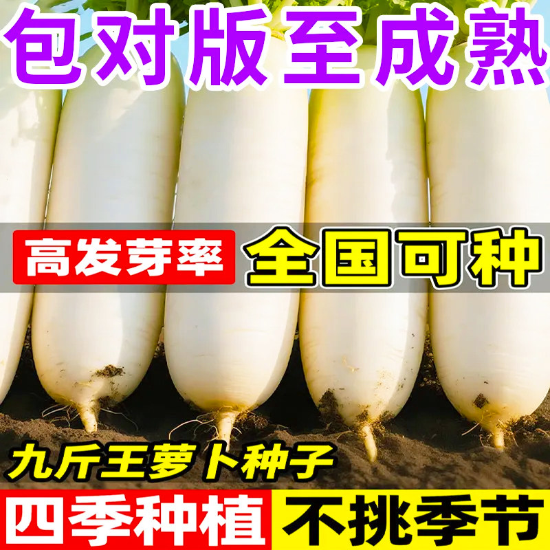 四季脆甜九斤王萝卜种子白萝卜种夏季耐高温萝卜春季蔬菜种子大全