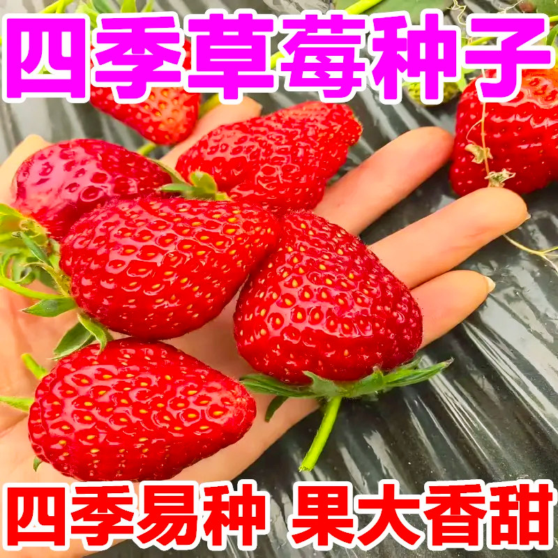 四季奶油草莓种籽子盆栽阳台庭院种植四季种子大田用超甜草莓新种