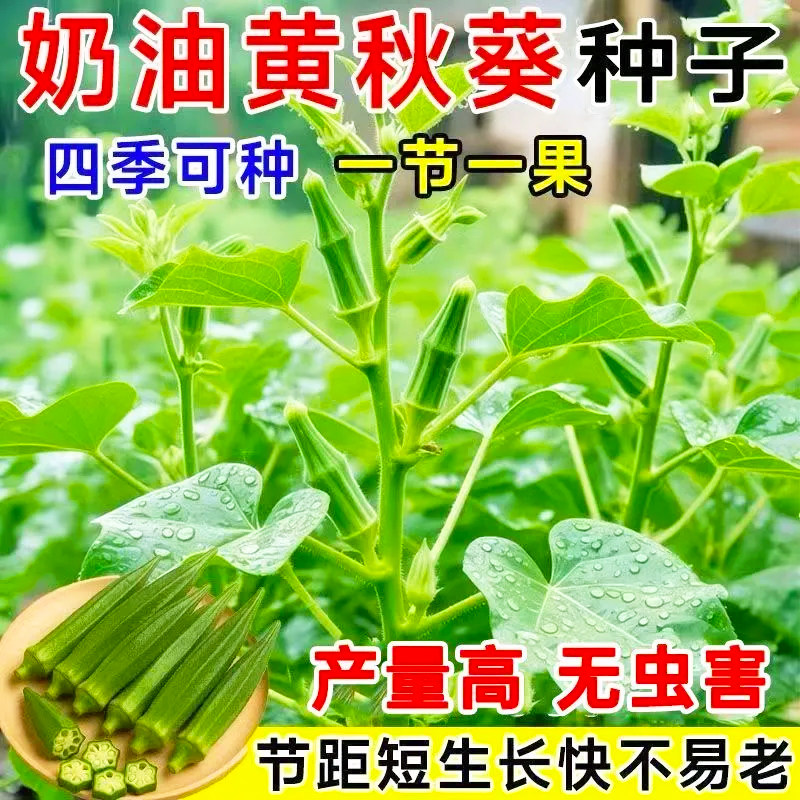 秋葵种子 黄秋葵种子 红秋葵种子 水果秋葵 蔬菜种子 四季菜种子