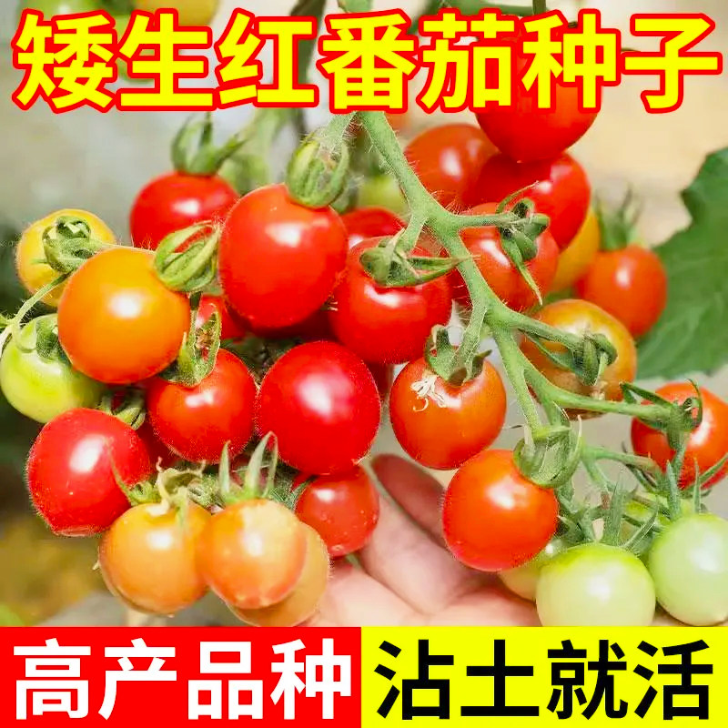 盆栽小番茄种子四季种阳台室内盆栽矮生樱桃番茄种子蔬菜水果种子