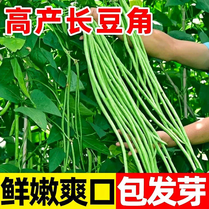 秋播小五叶干枝梅特长豆角种子秋播无筋早熟豇豆角籽庭院蔬菜种子