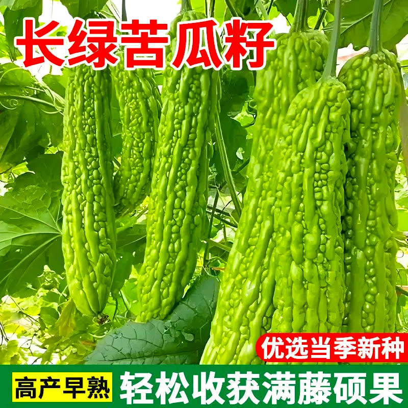 苦瓜种子长款长绿苦瓜种子四季抗病耐寒特大苦瓜种籽蔬菜种子大全