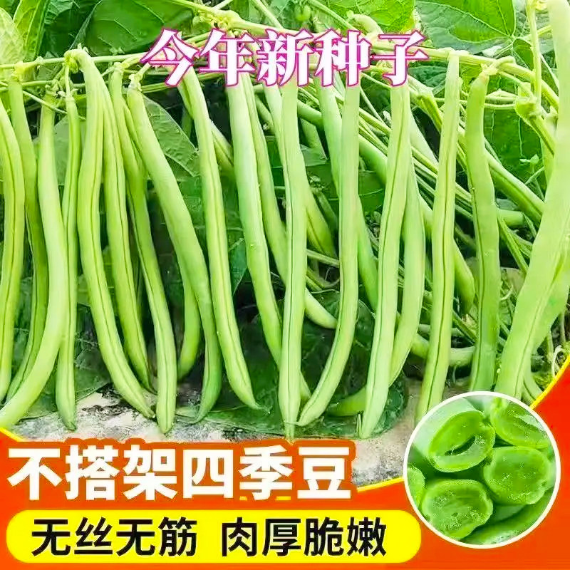 架豆王种子泰国长款无筋架豆无筋四季豆籽长芸豆春季蔬菜种子大全
