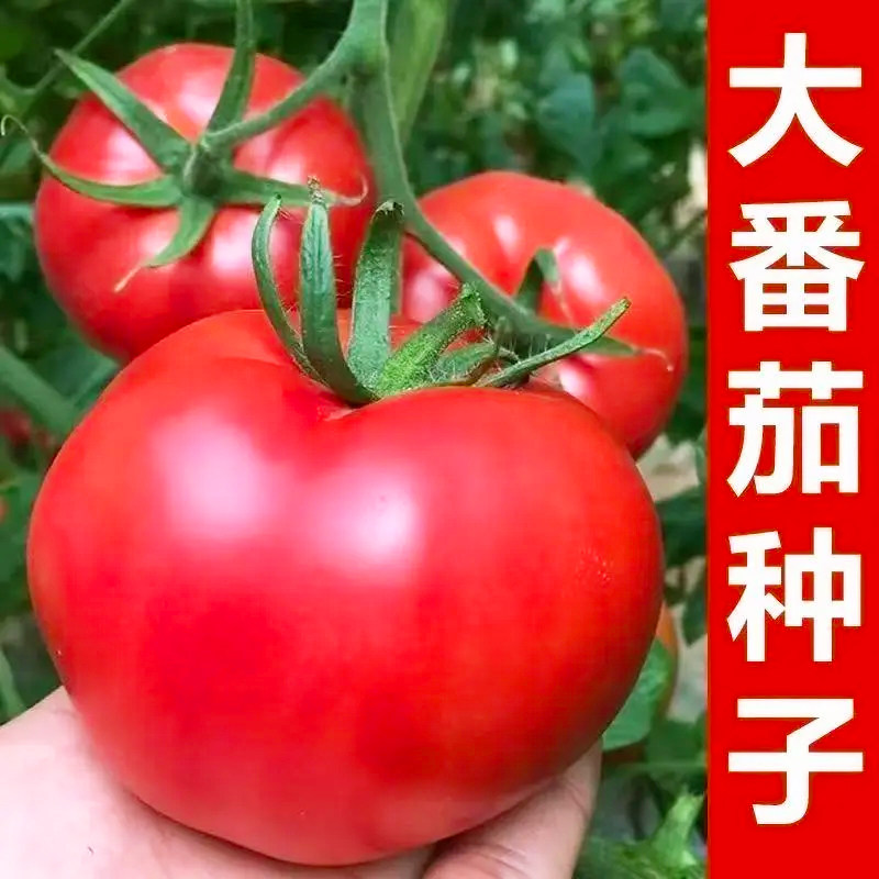 薄皮大番茄种子中蔬四号西红柿籽种阳台盆栽庭院蔬菜种子菜籽四季