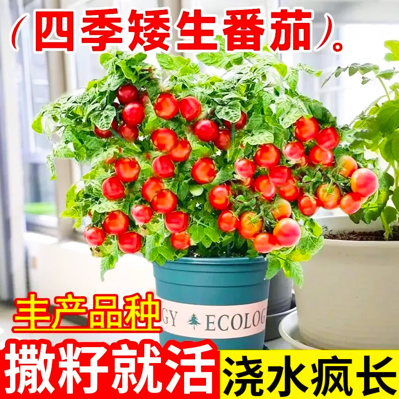 盆栽小番茄种子四季种阳台室内盆栽矮生樱桃番茄种子蔬菜水果种籽