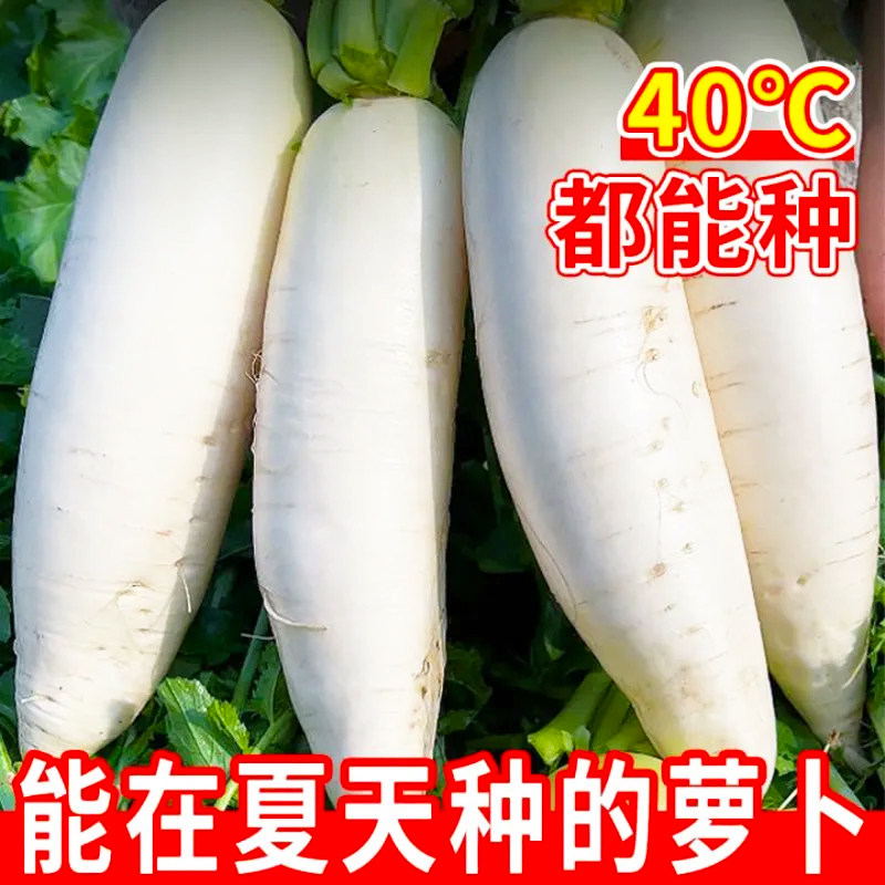 韩国白玉春萝卜种子春白玉萝卜种籽水果白萝卜四季高产蔬菜种子