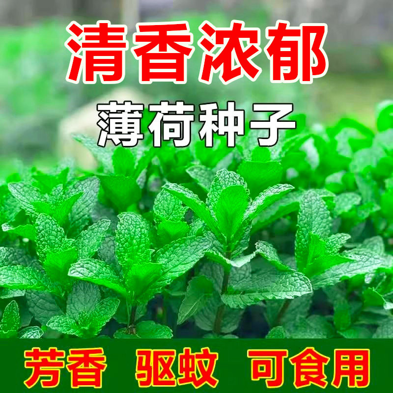 盆栽薄荷种子柠檬薄荷种子驱蚊花草植物种子四季阳台薄荷盆栽可食