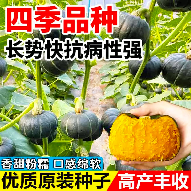 板栗贝贝南瓜籽春秋四季绿面瓜板栗味粉糯香甜栗小南瓜窝瓜种子籽