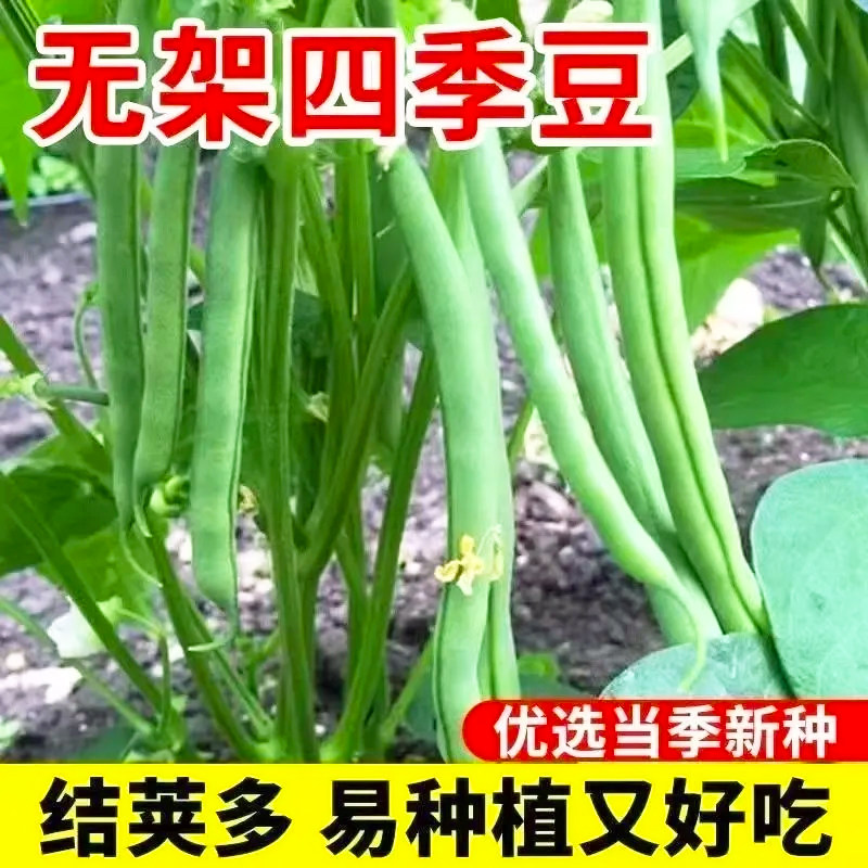 摘不败精品97-5架豆王种子高产早中熟四季豆角种子春秋播蔬菜种子
