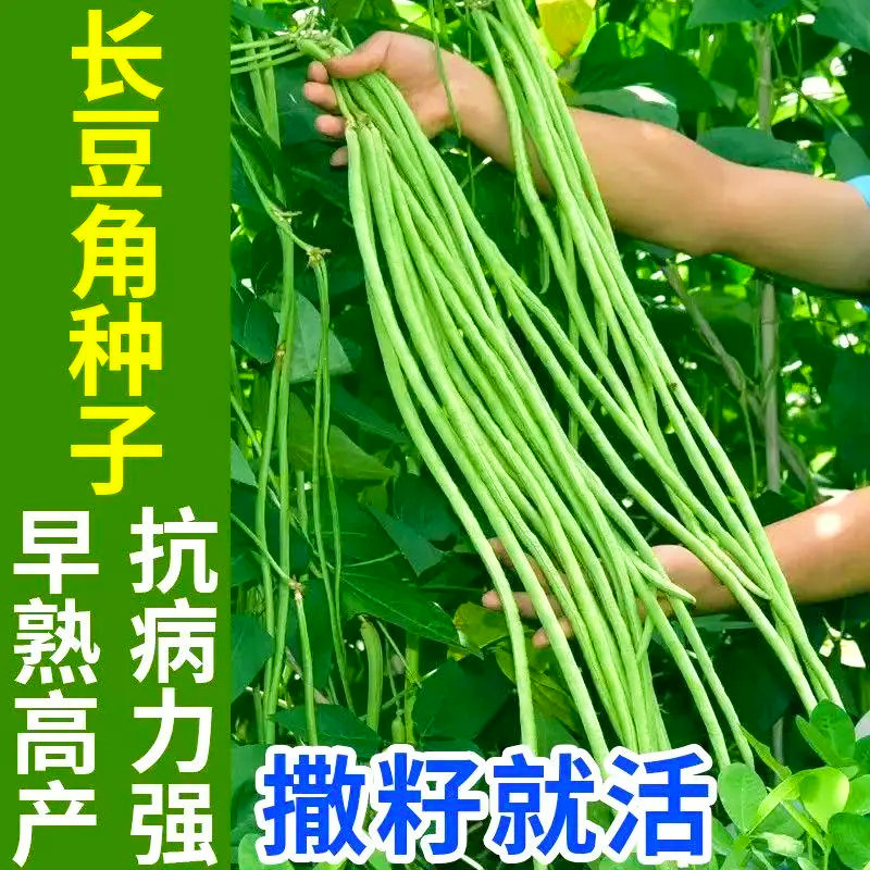 摘不败长豇豆种子压塌架青条长豆角种籽早熟高产易种四季蔬菜种孑
