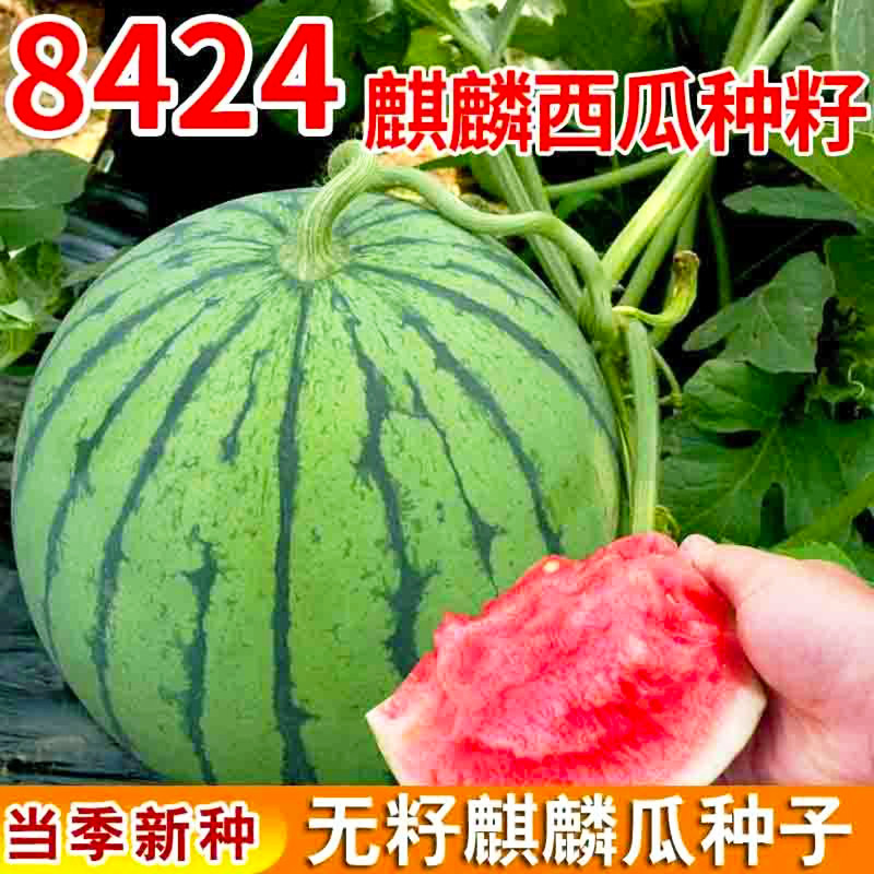 8424麒麟少籽西瓜种子无籽特大高产巨型甜王南方四季蔬菜水果种孑