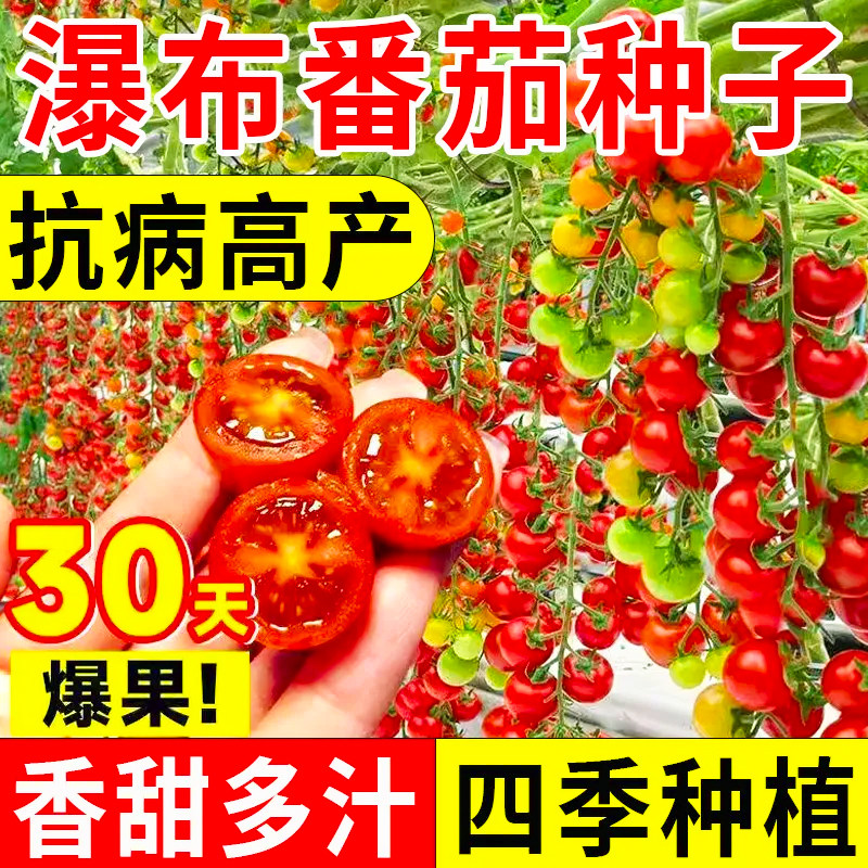 瀑布小番茄种子香甜多汁四季圣女果樱桃西红柿种子播盆栽蔬菜种子