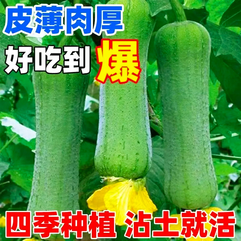 香嫩特大肉丝瓜种子早熟耐热高产春夏正宗农家庭院大丝瓜蔬菜种籽