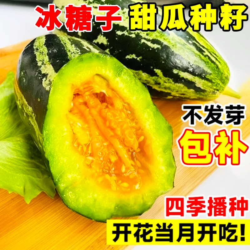 甜掉牙甜瓜种子薄皮超甜花皮香瓜种籽四季水果种孑冰糖子春夏秋季