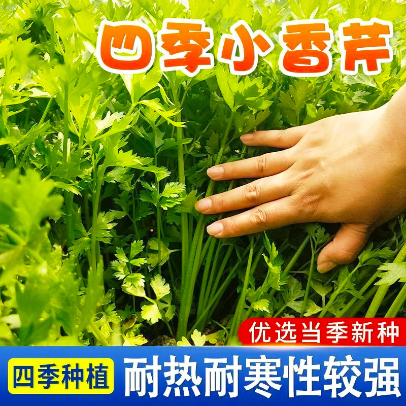 小香芹菜种子芹菜种子实心芹种籽原装四季蔬菜种子大全菜种子批发