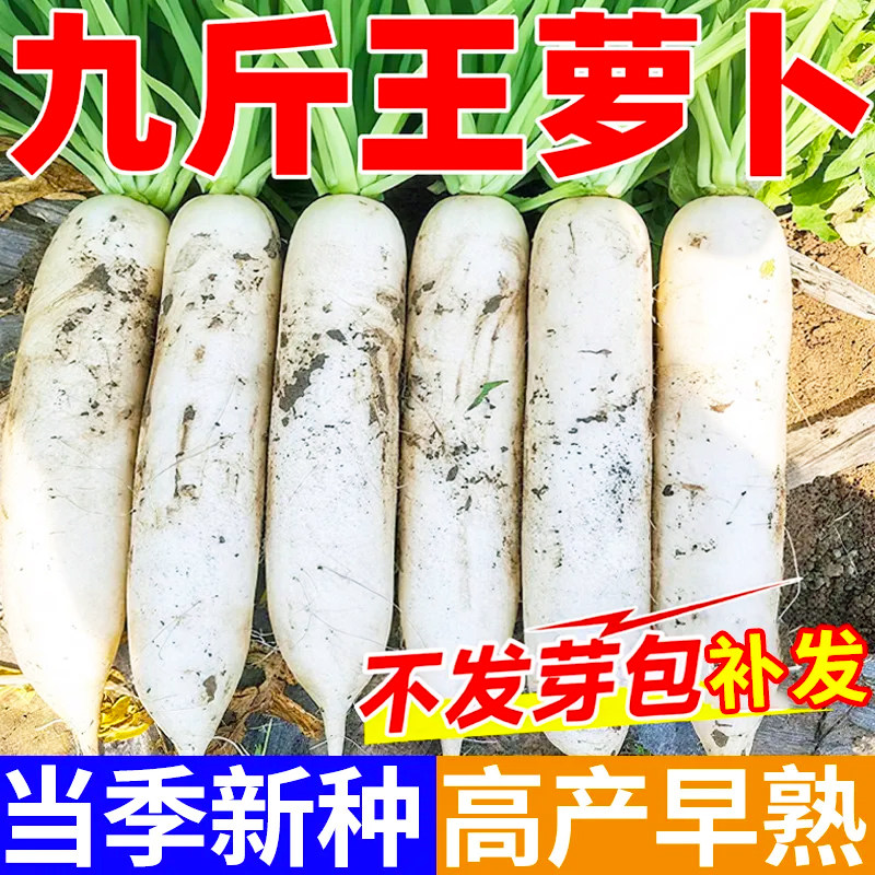 九斤王白萝卜种子四季播蔬菜不空心春不老种特大各种萝卜种子大全